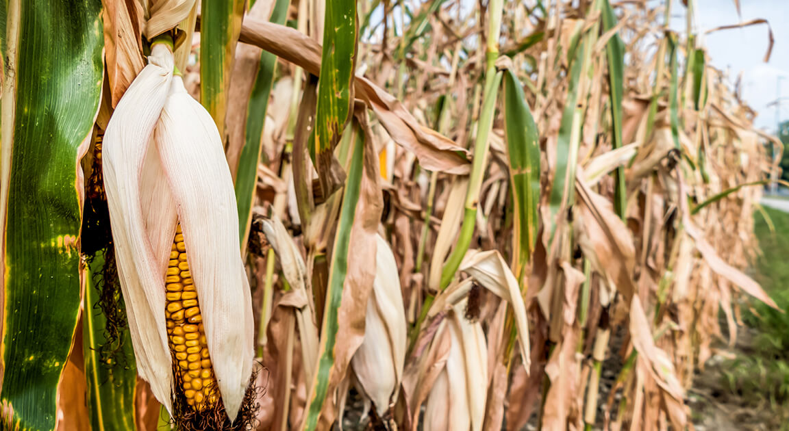 Crop Insurance and Deferral Possibilities + Lutz Accounting